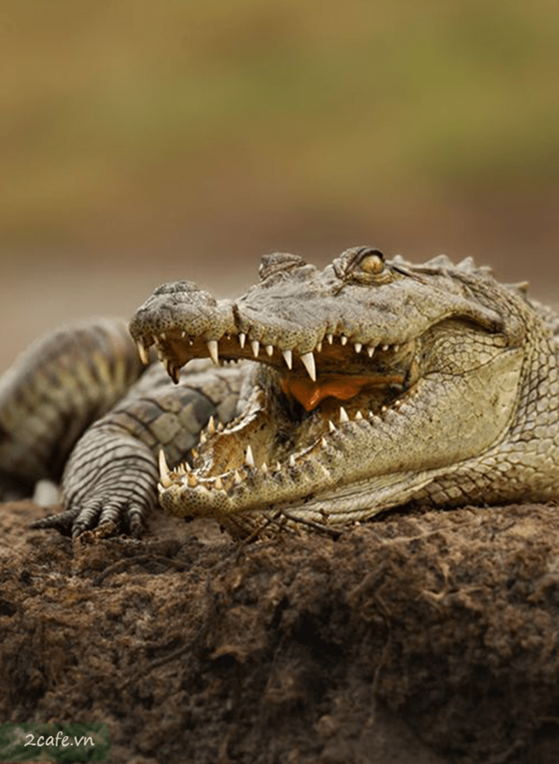 cách nhận biết ví da cá sấu thật